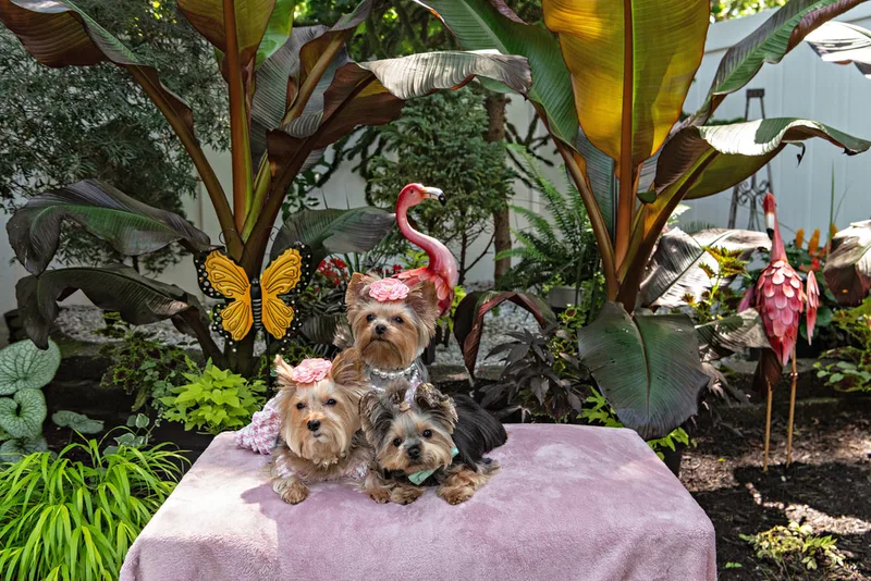 Color photo of three Yorkshire terrier wearing  pink houndstooth outfits on a pink blanketed pedestal. The photo was taken by Laura Pea Photography, a Long Island pet photographer. 