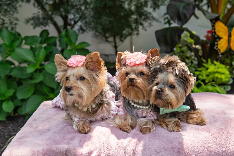 Color photo of three Yorkshire terrier wearing  pink houndstooth outfits on a pink blanketed pedestal. The photo was taken by Laura Pea Photography, a Long Island pet photographer. 