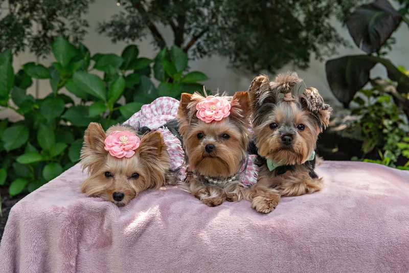Color photo of three Yorkshire terrier wearing  pink houndstooth outfits on a pink blanketed pedestal. The photo was taken by Laura Pea Photography, a Long Island pet photographer. 