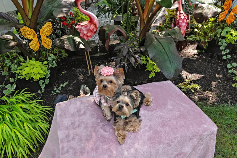 Color photo of two Yorkshire terrier wearing  pink houndstooth outfits on a pink blanketed pedestal. The photo was taken by Laura Pea Photography, a Long Island pet photographer. 