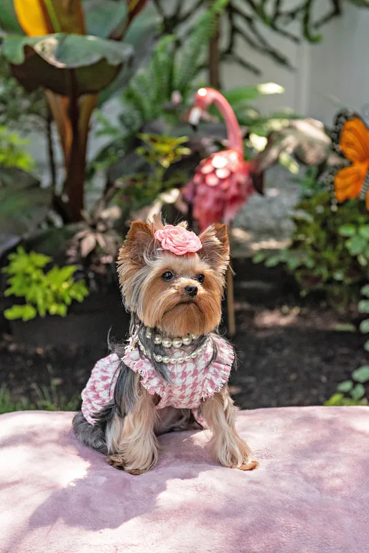 Color photo of a Yorkshire terrier wearing a pink houndstooth outfit on a pink blanketed pedestal. The photo was taken by Laura Pea Photography, a Long Island pet photographer. 