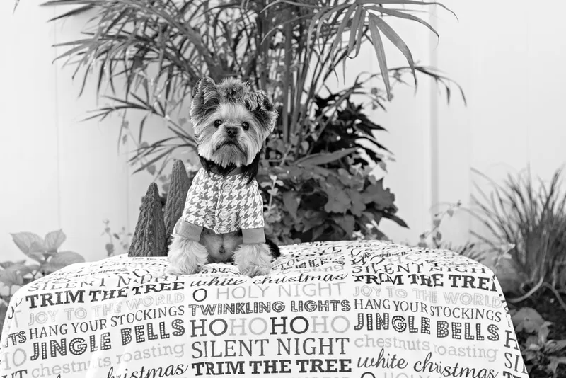 Black and white photo of a Yorkshire terrier with a houndstooth outfit  on a blanketed pedestal with Christmas phrases. The photo was taken by Laura Pea Photography, a Long Island pet photographer. 