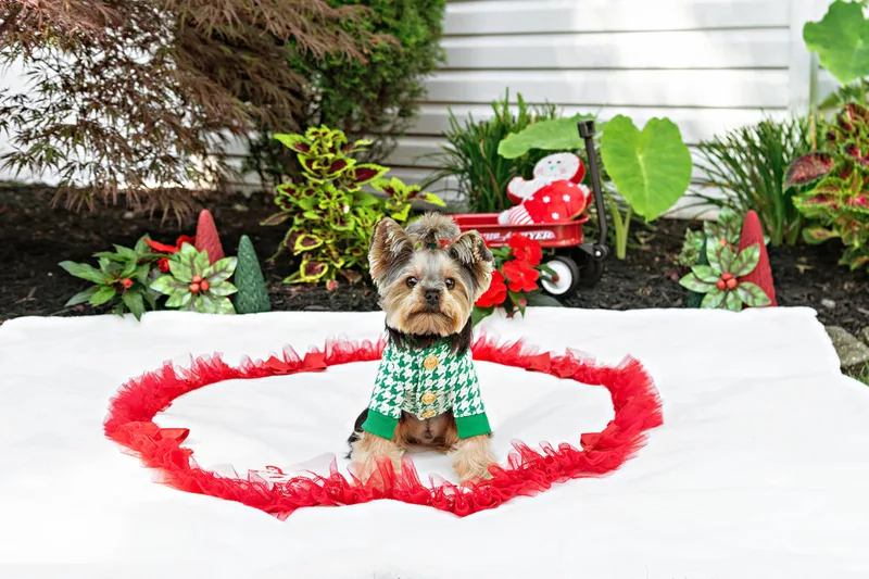 Color photo of a Yorkshire terrier with a green houndstooth outfit  on a white blanket with Christmas props. The photo was taken by Laura Pea Photography, a Long Island pet photographer. 