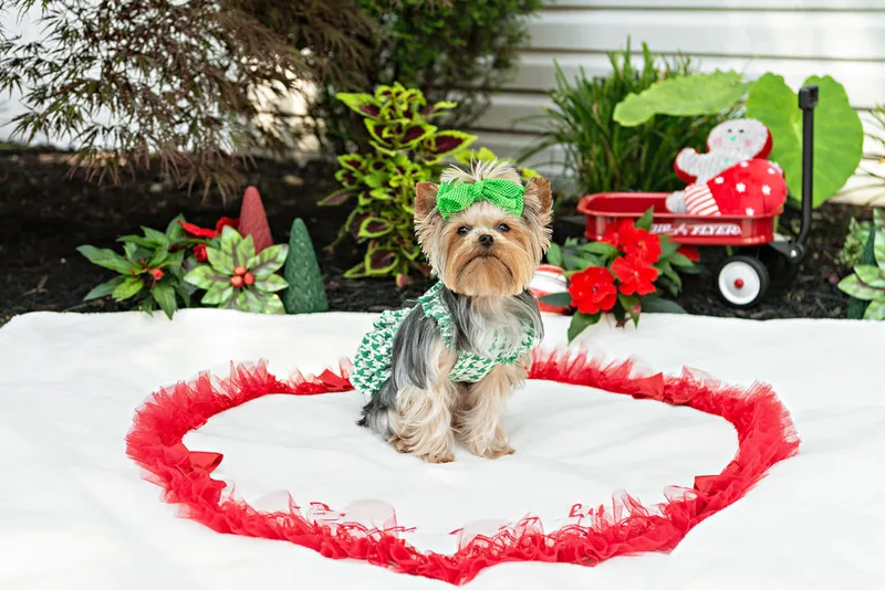 Color photo of a Yorkshire terrier with a green houndstooth outfit  on a white blanket with Christmas props. The photo was taken by Laura Pea Photography, a Long Island pet photographer. 