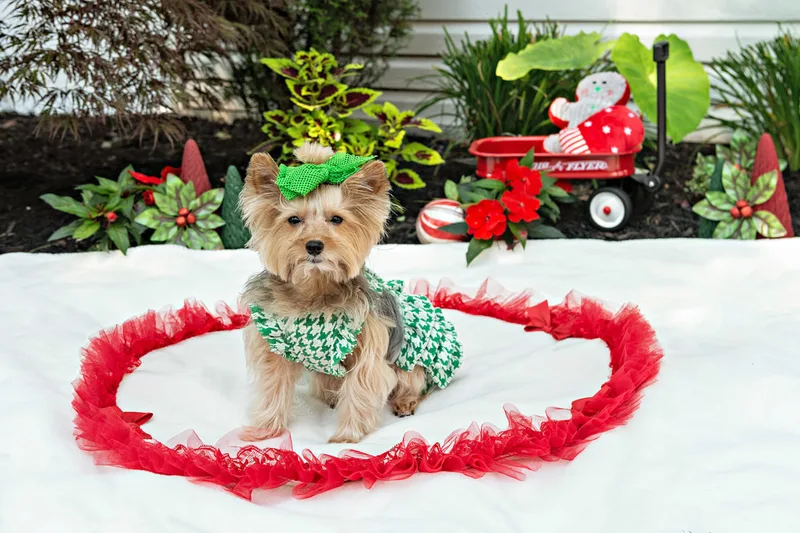 Color photo of a Yorkshire terrier with a green houndstooth outfit  on a white blanket with Christmas props. The photo was taken by Laura Pea Photography, a Long Island pet photographer. 