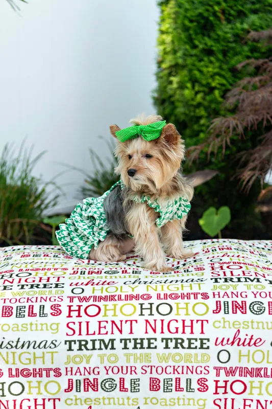 Color photo of a Yorkshire terrier with a green houndstooth outfit  on a blanketed pedestal with Christmas phrases. The photo was taken by Laura Pea Photography, a Long Island pet photographer. 