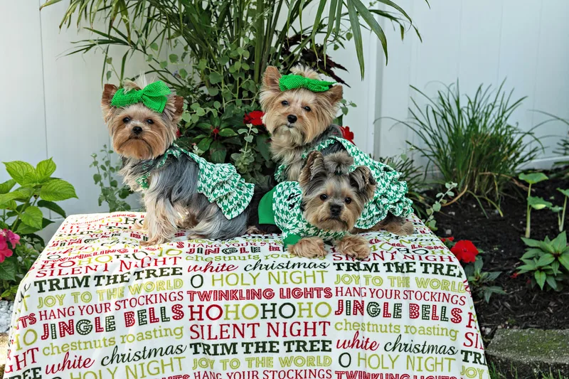 Color photo of three Yorkshire terriers on a blanketed pedestal. The photo was taken by Laura Pea Photography, a Long Island pet photographer. 