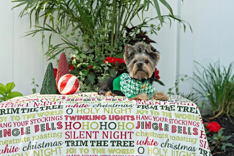 Color photo of a Yorkshire terrier with a green houndstooth outfit  on a blanketed pedestal with Christmas phrases. The photo was taken by Laura Pea Photography, a Long Island pet photographer. 