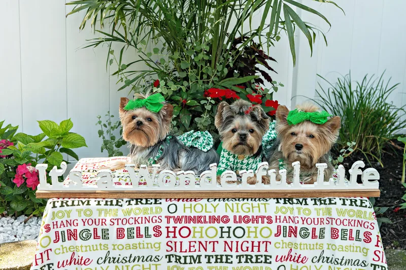 Color photo of three Yorkshire terriers on a blanketed pedestal with a wooden sign that says "It's a Wonderful Life". The photo was taken by Laura Pea Photography, a Long Island pet photographer. 