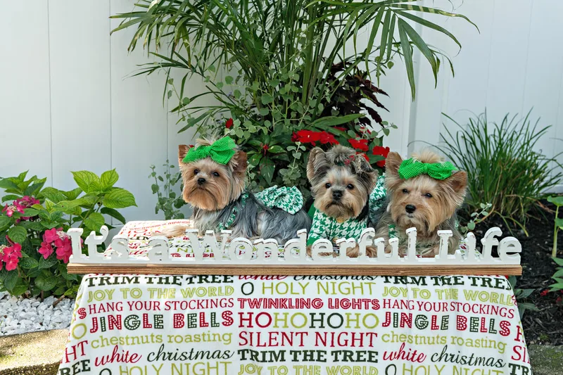 Color photo of three Yorkshire terriers on a blanketed pedestal with a wooden sign that says "It's a Wonderful Life". The photo was taken by Laura Pea Photography, a Long Island pet photographer. 