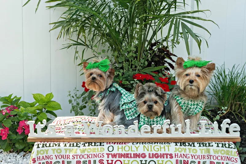 Color photo of three Yorkshire terriers on a blanketed pedestal with a wooden sign that says "It's a Wonderful Life". The photo was taken by Laura Pea Photography, a Long Island pet photographer. 
