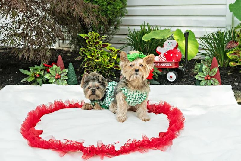 Color photo of two Yorkshire terriers with green houndstooth outfits on a white blanket with Christmas props. The photo was taken by Laura Pea Photography, a Long Island pet photographer. 