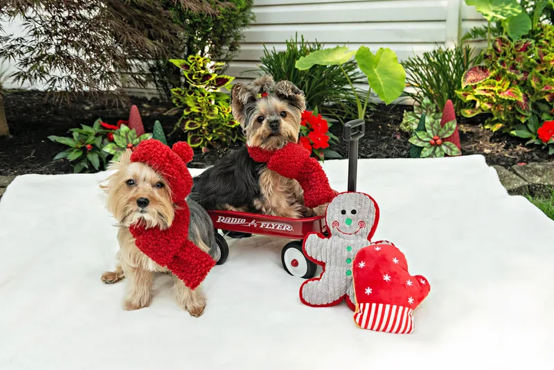 Color photo of Yorkshire terriers with scarves on a white blanket with Christmas props. The photo was taken by Laura Pea Photography, a Long Island pet photographer. 