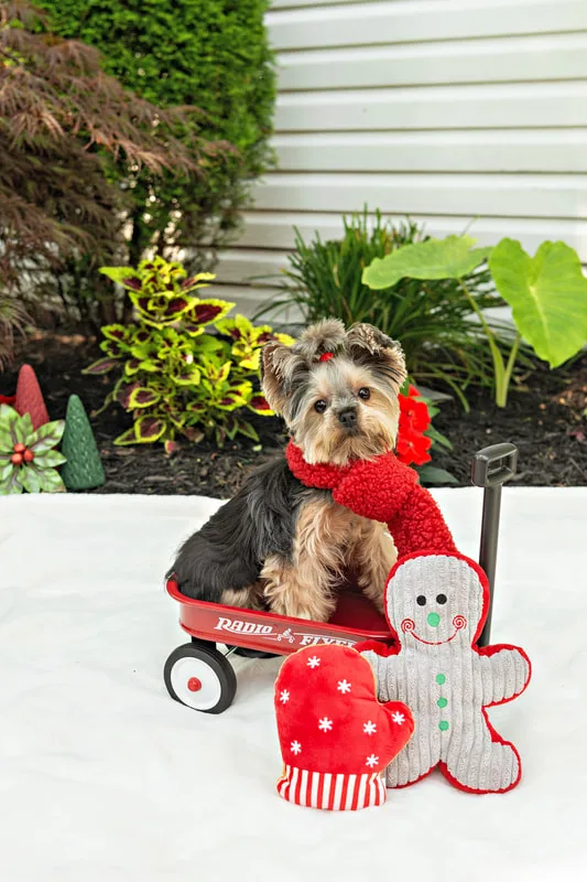 Color photo of a Yorkshire terrier with a scarf on a white blanket with Christmas props. The photo was taken by Laura Pea Photography, a Long Island pet photographer. 