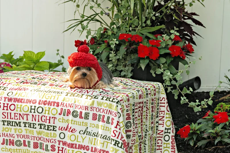 Color photo of a Yorkshire terrier wearing a red beret on a blanketed pedestal with Christmas phrases. The photo was taken by Laura Pea Photography, a Long Island pet photographer. 