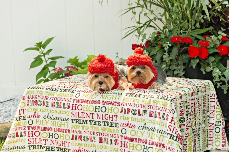 Color photo of two Yorkshire terriers wearing red berets on a blanketed pedestal with Christmas phrases. The photo was taken by Laura Pea Photography, a Long Island pet photographer. 
