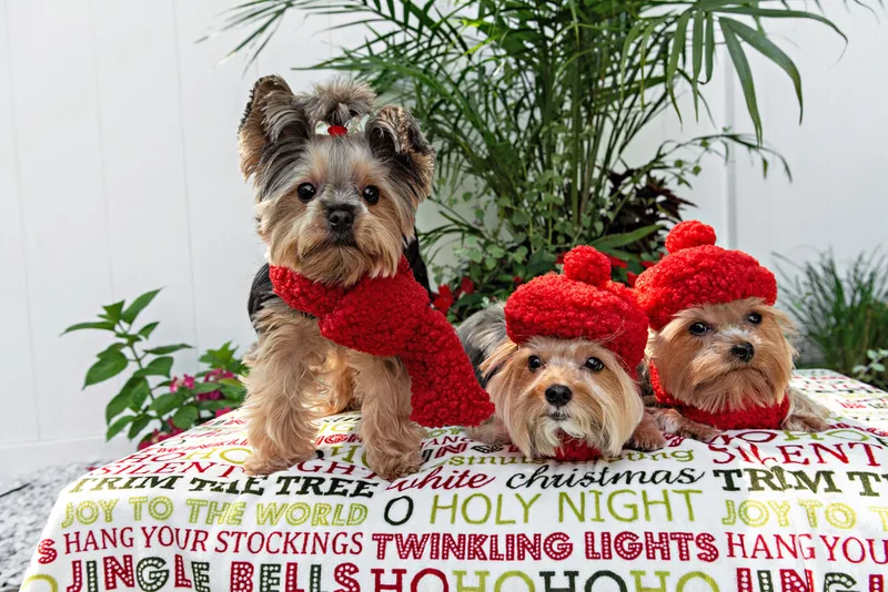 Color photo of two Yorkshire terriers wearing red berets and one without on a blanketed pedestal with Christmas phrases. The photo was taken by Laura Pea Photography, a Long Island pet photographer. 