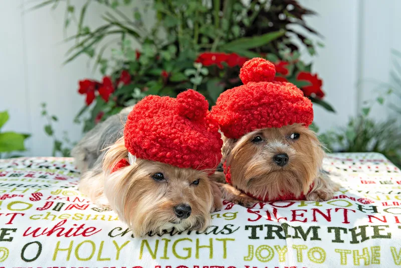Color photo of two Yorkshire terriers wearing red berets on a blanketed pedestal with Christmas phrases. The photo was taken by Laura Pea Photography, a Long Island pet photographer. 