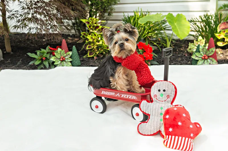 Color photo of a Yorkshire terrier with a scarf on a white blanket with Christmas props. The photo was taken by Laura Pea Photography, a Long Island pet photographer. 