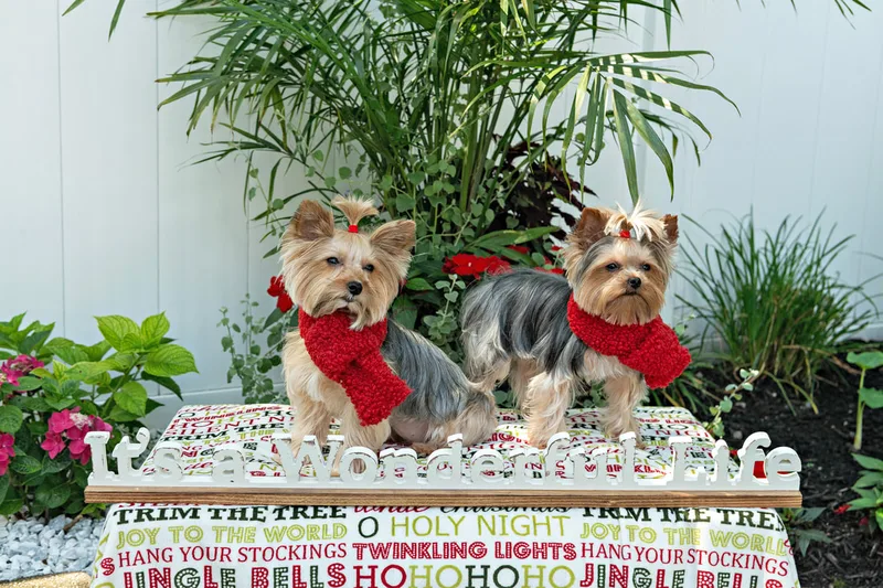 Color photo of two Yorkshire terriers on a blanketed pedestal with a wooden sign that says "It's a Wonderful Life". The photo was taken by Laura Pea Photography, a Long Island pet photographer. 