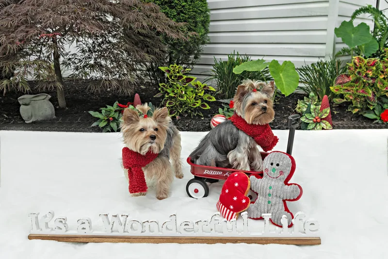 Color photo of Yorkshire terriers with scarves on a white blanket with Christmas props. The photo was taken by Laura Pea Photography, a Long Island pet photographer. 