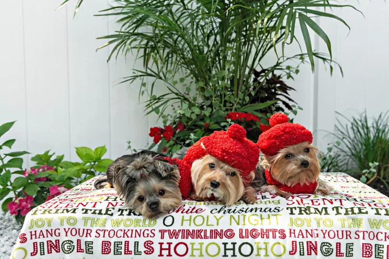 Color photo of two Yorkshire terriers wearing red berets and one without on a blanketed pedestal with Christmas phrases. The photo was taken by Laura Pea Photography, a Long Island pet photographer. 