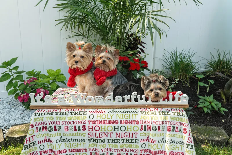 Color photo of three Yorkshire terriers on a blanketed pedestal with a wooden sign that says "It's a Wonderful Life". The photo was taken by Laura Pea Photography, a Long Island pet photographer. 