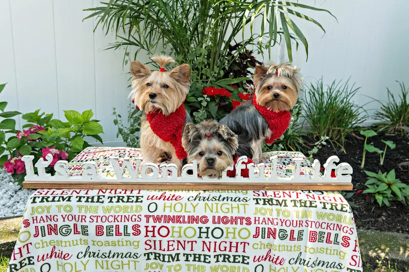 Color photo of three Yorkshire terriers on a blanketed pedestal with a wooden sign that says "It's a Wonderful Life". The photo was taken by Laura Pea Photography, a Long Island pet photographer. 