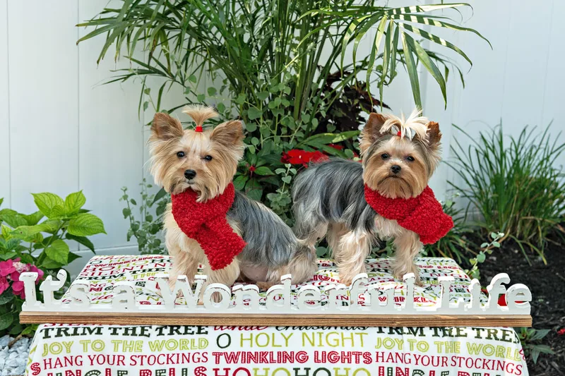 Color photo of two Yorkshire terriers on a blanketed pedestal with a wooden sign that says "It's a Wonderful Life". The photo was taken by Laura Pea Photography, a Long Island pet photographer. 