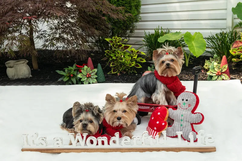 Color photo of Yorkshire terriers with scarves on a white blanket with Christmas props. The photo was taken by Laura Pea Photography, a Long Island pet photographer. 