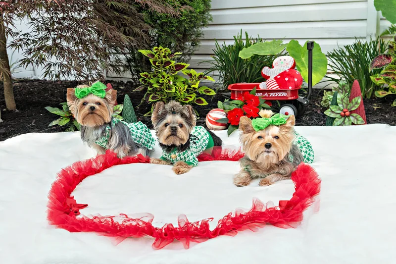 Color photo of three Yorkshire terriers with green houndstooth outfits on a white blanket with Christmas props. The photo was taken by Laura Pea Photography, a Long Island pet photographer. 