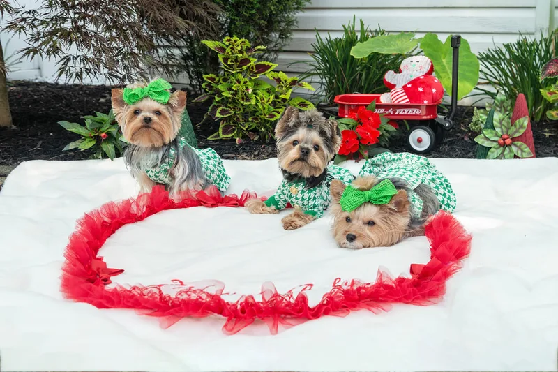 Color photo of three Yorkshire terriers with green houndstooth outfits on a white blanket with Christmas props. The photo was taken by Laura Pea Photography, a Long Island pet photographer. 