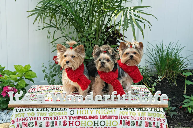 Color photo of three Yorkshire terriers on a blanketed pedestal with a wooden sign that says "It's a Wonderful Life". The photo was taken by Laura Pea Photography, a Long Island pet photographer. 