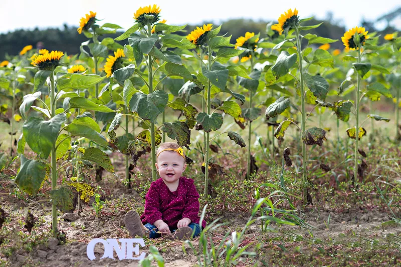 one year old baby girl sitting in a sunflower field on long island. Photo taken by Laura Pea Photography