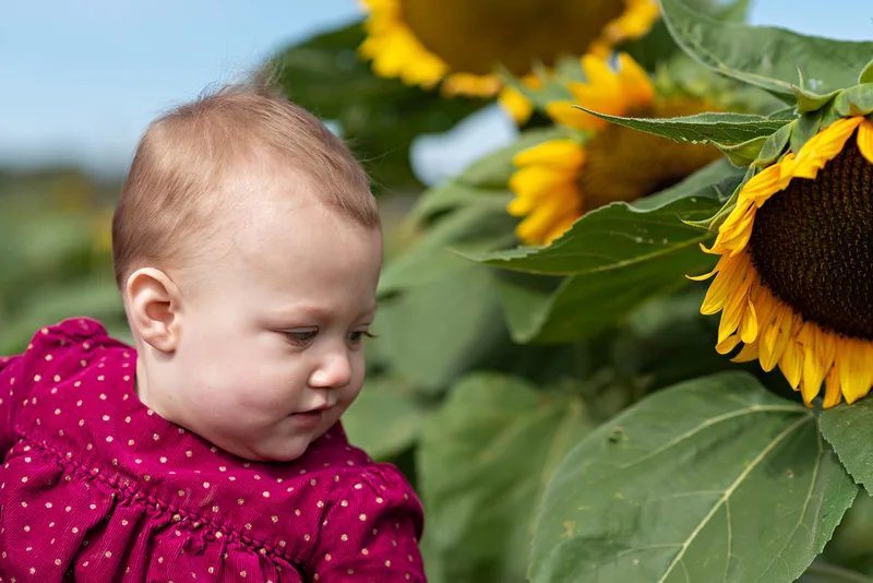 one year old baby girl looking at a sunflower on long island. Photo taken by Laura Pea Photography