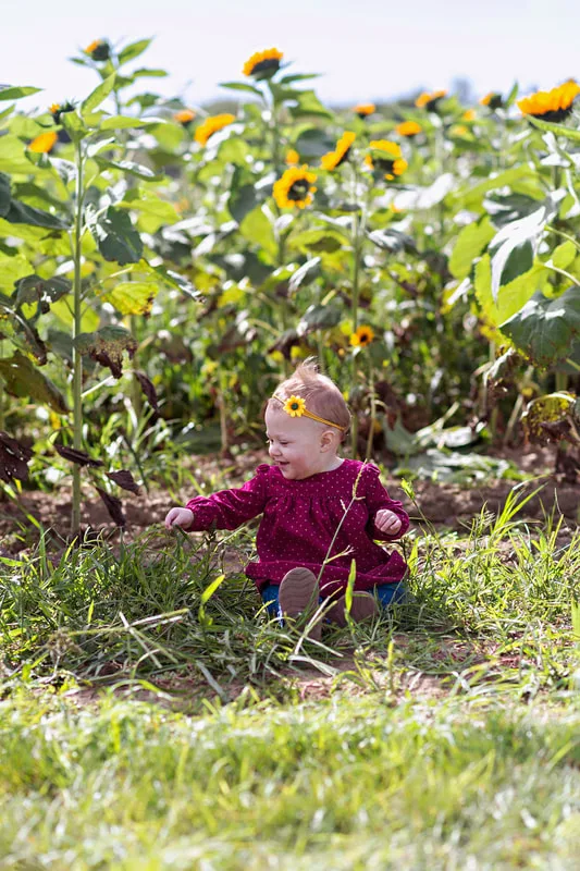 one year old baby girl sitting in a sunflower field on long island. Photo taken by Laura Pea Photography