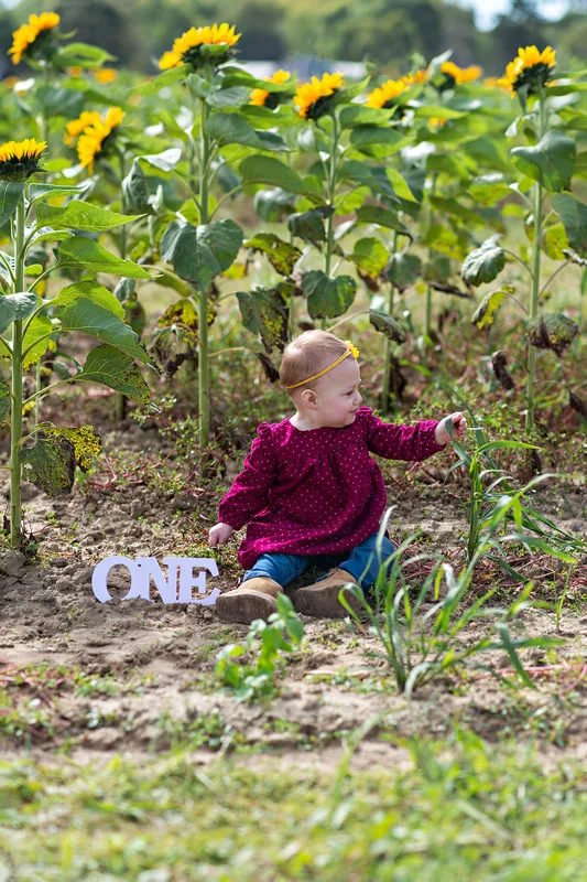 one year old baby girl sitting in a sunflower field on long island. Photo taken by Laura Pea Photography