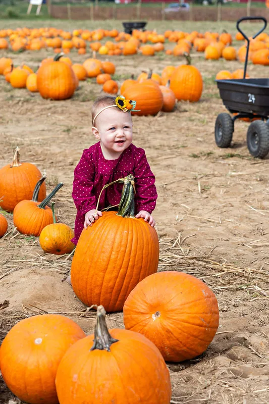 photo of a one year old baby girl sitting in a pumpkin patch on Long Island. Photo taken by Laura Pea Photography