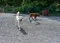 carousel chooser