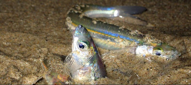 spawning grunion in sand