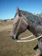 carousel chooser