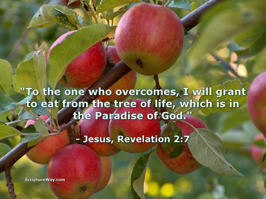 What is the Tree of Life in the Bible?