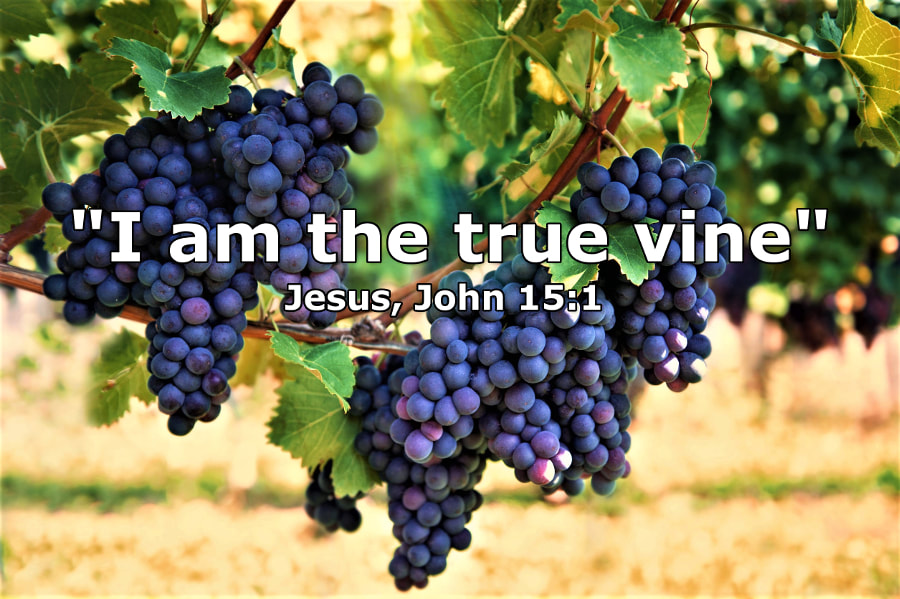 Jesus is the True Vine