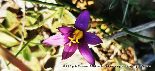 flowers-of-kusadasi
