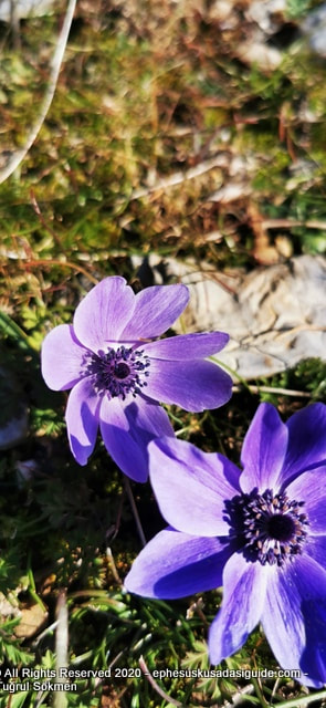 flowers-in-kusadasi