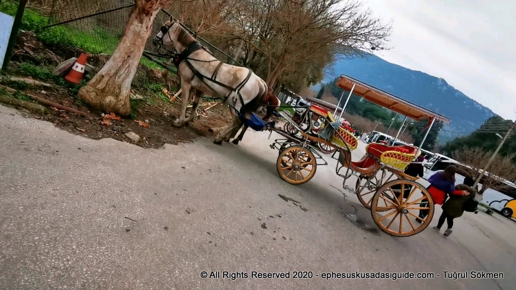 horses in ephesus
