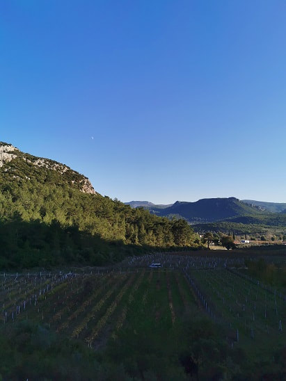 ephesus kusadasi vineyards