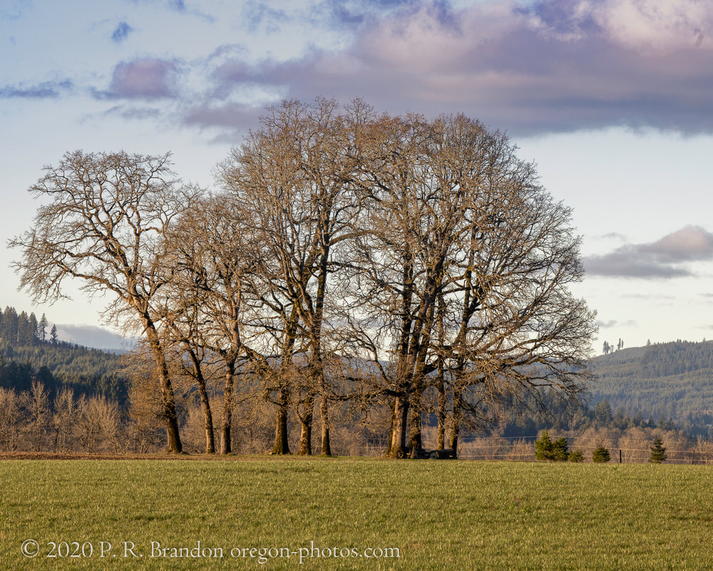 Trees on NW Dersham Rd.