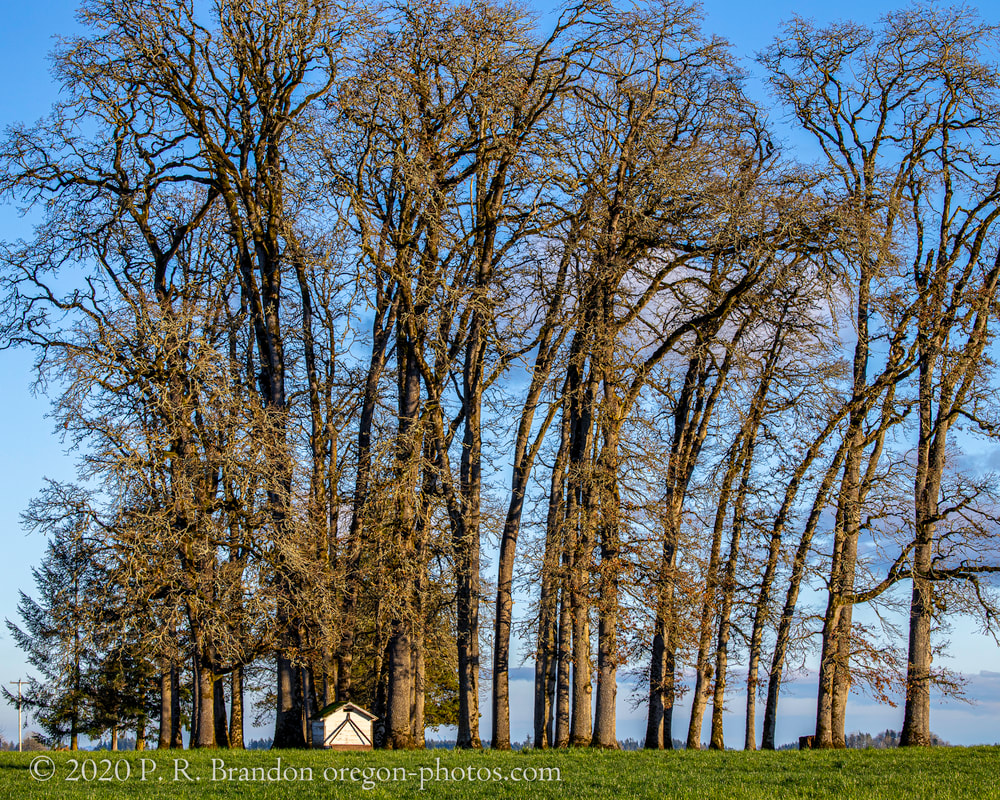 Trees on NW Dersham Rd.