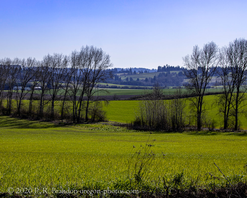 Trees on NE Yamhill Rd.
